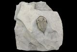 Dalmanites Trilobite Fossil - New York #68511-1